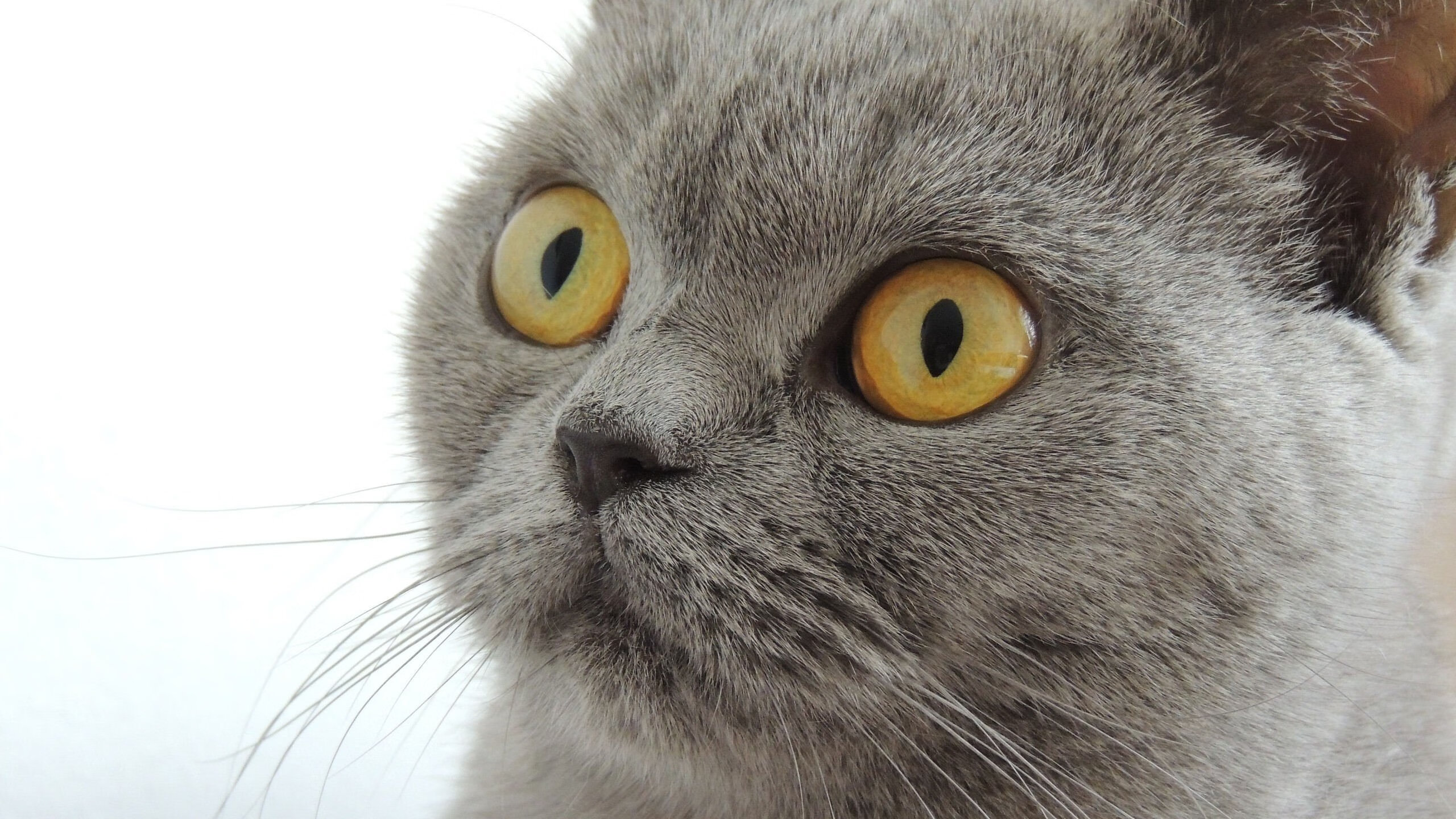 开云体育登录-争议漩涡中站出！李刚仁一射一传定乾坤，国米挺进八强背后是亚洲足球的凛冬与春讯？